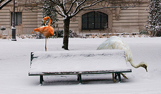 Фламинго по ошибке залетели в Сибирь Фламинго по ошибке залетели в Сибирь