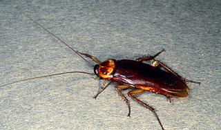 Тараканы в самолете возмутили американцев Тараканы в самолете возмутили американцев