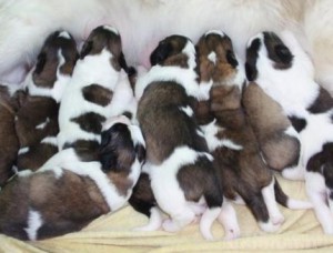 Таможенники задержали в поезде восемь щенков неизвестной породы