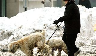 Реагенты на улицах Москвы грозят ожогами Реагенты на улицах Москвы грозят ожогами