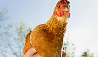 Студенты запустили в Минобрнауки кур Студенты запустили в Минобрнауки кур