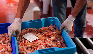 Украденных креветок оценили в 2 года тюрьмы Украденных креветок оценили в 2 года тюрьмы