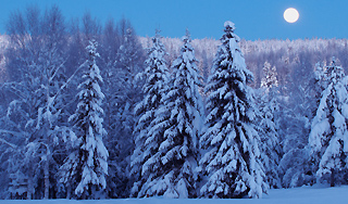 Украина дарит Ватикану гигантскую ель Украина дарит Ватикану гигантскую ель