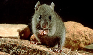 Жильца выселили за тараканов и мышей Жильца выселили за тараканов и мышей