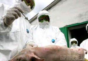 В найденном трупе свиньи специалисты не обнаружили вируса АЧС