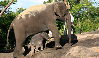 В Африке массово гибнут слоны В Африке массово гибнут слоны