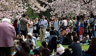 Деревья перепутали время года Деревья перепутали время года