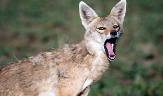 В Грузии шакал откусил женщине губы В Грузии шакал откусил женщине губы