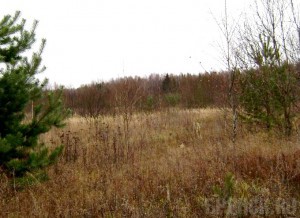 Недобросовестные предприниматели погубили сотни гектаров земли