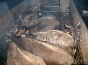 Директор унечского хозяйства попался при незаконной перевозке коров