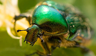 В США готовят армию жуков-киборгов В США готовят армию жуков-киборгов