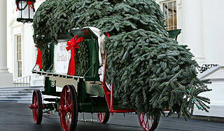 В Таллине упала главная елка Эстонии В Таллине упала главная елка Эстонии