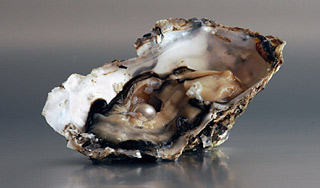 Американка пожалела "улыбающуюся" устрицу Американка пожалела "улыбающуюся" устрицу