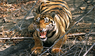 Тигр растерзал собак в приморском поселке Тигр растерзал собак в приморском поселке