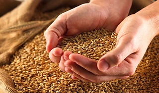 Кризис продовольствия начнется к 2050 году Кризис продовольствия начнется к 2050 году