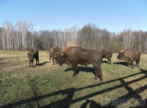 Воспитанники Негинского детского дома побывали в гостях у зубров