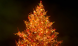 Упавшая в Таллине ель была подпилена Упавшая в Таллине ель была подпилена