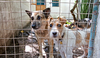 Европейцы калечат животных ради страховки Европейцы калечат животных ради страховки