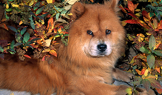 В Японии умерла самая старая в мире собака В Японии умерла самая старая в мире собака