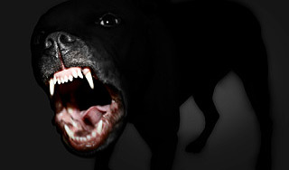 Монстр высосал кровь у кроликов на фермах Монстр высосал кровь у кроликов на фермах