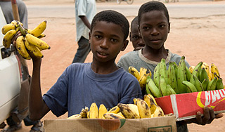 В Африке появились бананы-убийцы В Африке появились бананы-убийцы