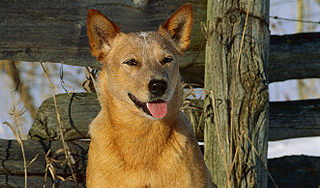 Якутского Хатико хотят увезти в Германию Якутского Хатико хотят увезти в Германию