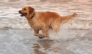 Француза судят за купание собаки в море Француза судят за купание собаки в море
