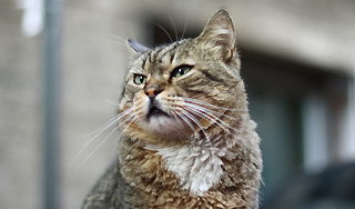 Бродячий кот унаследовал 10 миллионов евро Бродячий кот унаследовал 10 миллионов евро