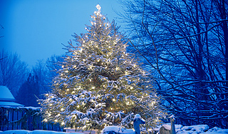 На маму с ребенком рухнула городская елка На маму с ребенком рухнула городская елка