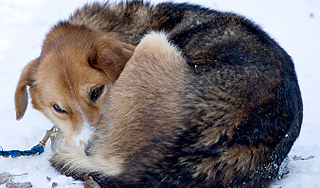 Из якутского Хатико хотят сделать шашлык Из якутского Хатико хотят сделать шашлык