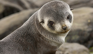 Женщина нашла на диване морского котика Женщина нашла на диване морского котика