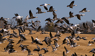 Тысячи птиц разбились об асфальт Тысячи птиц разбились об асфальт