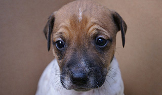 Щенка спасли из-под поезда метро Щенка спасли из-под поезда метро