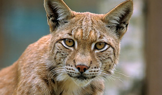 Рысь с отгрызенной лапой забралась в дом Рысь с отгрызенной лапой забралась в дом