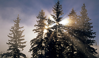 В Подмосковье срубили главную ель России В Подмосковье срубили главную ель России