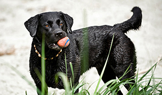Черная собака столкнула "Волгу" и "Жигули" Черная собака столкнула "Волгу" и "Жигули"