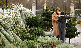 В Москве открываются елочные базары В Москве открываются елочные базары