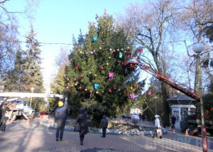 В Брянске украсили главную новогоднюю елку