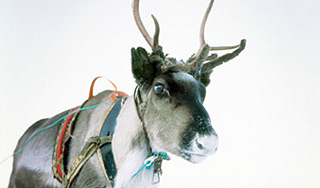 В Москву едет лучший якутский олень В Москву едет лучший якутский олень