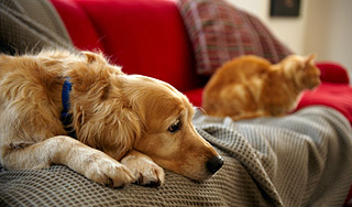 Белорусов лишают домашних любимцев Белорусов лишают домашних любимцев