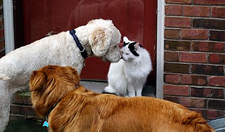 В Москве вводят регистрацию собак и кошек В Москве вводят регистрацию собак и кошек