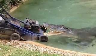 Крокодил отнял газонокосилку у австралийца Крокодил отнял газонокосилку у австралийца
