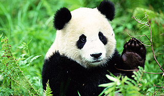 Панда Милашка устроила скандал на ВВС Панда Милашка устроила скандал на ВВС