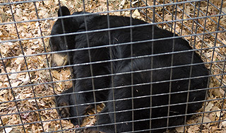 В Турции сгорели медведи Росгосцирка В Турции сгорели медведи Росгосцирка