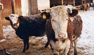 Скот в России заразился опасным вирусом Скот в России заразился опасным вирусом