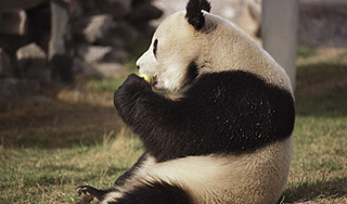 В Китае нашли кровожадную панду В Китае нашли кровожадную панду