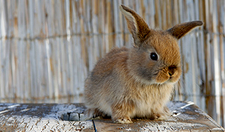 Финский кролик считает себя курицей Финский кролик считает себя курицей