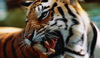 Тигр покалечил ребенка в зоопарке Тигр покалечил ребенка в зоопарке