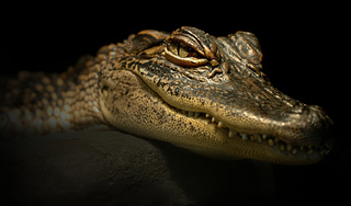 Крокодил пришел в гости к австралийцам Крокодил пришел в гости к австралийцам