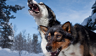 Ребенка насмерть загрызла стая собак Ребенка насмерть загрызла стая собак